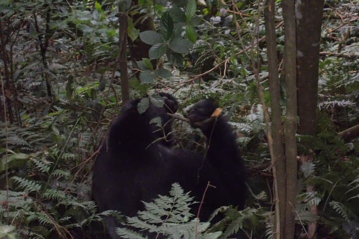 4-Day Gorilla and Chimp Trek Safari in Bwindi and Kibale photo 4