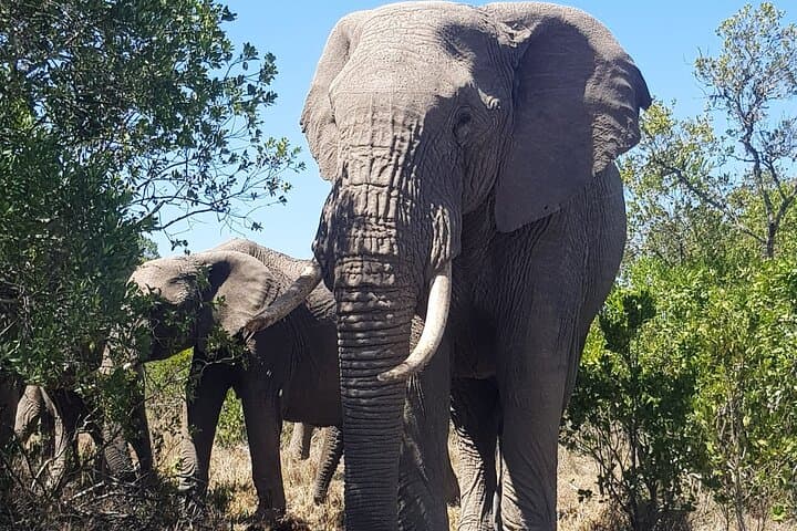 Full-Day Ol Pejeta Conservancy Safari & Chimpanzee Sanctuary: See Rhinos, Chimpanzees, and Mount Kenya Views photo 6