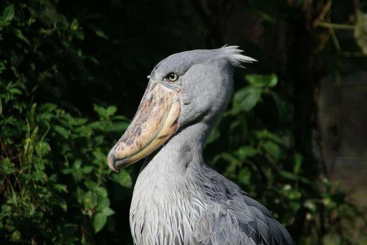 Mabamba Bay Shoebill Canoe Safari: 1-Day Birding from Entebbe photo 2