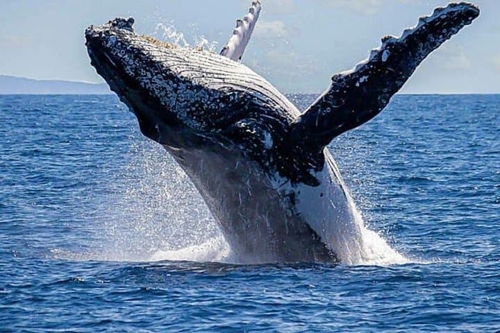 Private Yacht Whale Watching, Arch Tour & Snorkel — Cabo San Lucas photo 3
