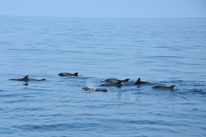 Benalmádena Dolphin-Watching Catamaran Tour — 2-Hour Alboran Sea Excursion photo 4