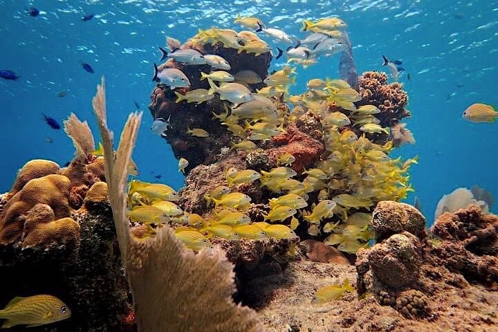 Discover Scuba Diving on Paradise Reef, Cozumel — Two Introductory Boat Dives photo 2