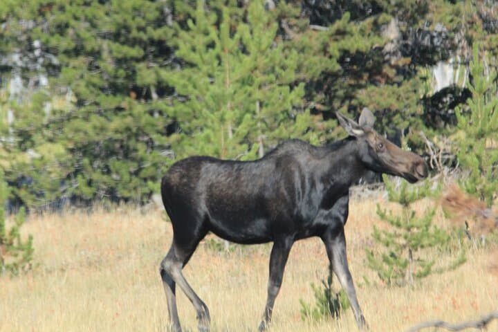 2-Day Private Grand Teton & Yellowstone Lower Loop Wildlife and Geology Tour photo 2
