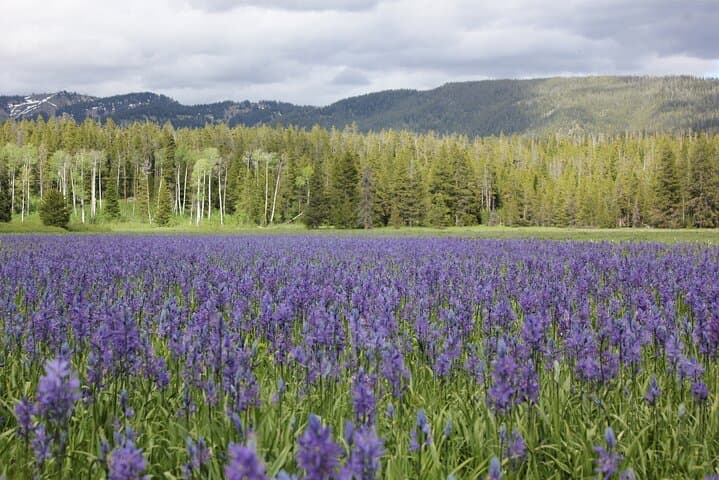 2-Day Private Grand Teton & Yellowstone Lower Loop Wildlife and Geology Tour photo 3