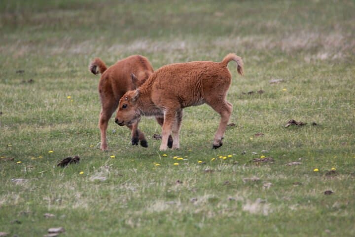 2-Day Private Grand Teton & Yellowstone Lower Loop Wildlife and Geology Tour photo 4