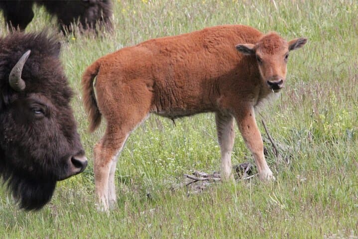Yellowstone Lower Loop Wildlife Scenic Day Tour from Jackson Hole photo 4