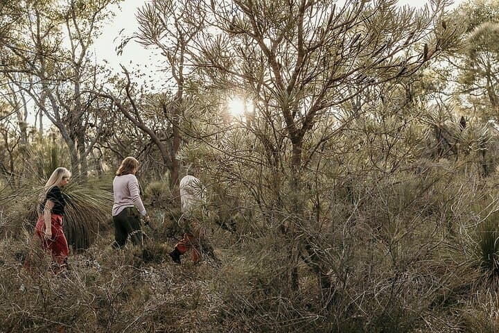 Forest Bathing in Kings Park: 3-Hour Guided Mindfulness Walk in Perth
