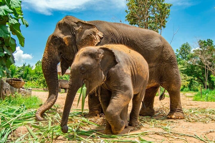 Full-Day Koh Samui Island Tour: Temples, Waterfalls & Elephant Feeding photo 3