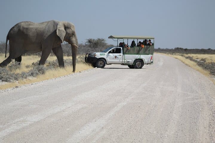 Etosha National Park Day Safari with Local Guides — Big Five Hotspots photo 3
