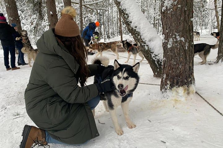Husky Dog Sled and Bike-Kart Adventure From Riga — 3-Hour Forest Ride photo 2