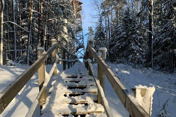 Husky Dog Sled and Bike-Kart Adventure From Riga — 3-Hour Forest Ride photo 4