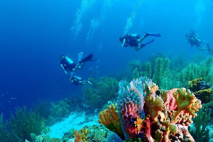 Half-Day 2-Tank Guided Dive in Curaçao — Jan Thiel, Tugboat & Marie Pampoen photo 1