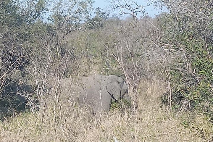 Full-Day Pilanesberg Safari from Johannesburg or Pretoria photo 3