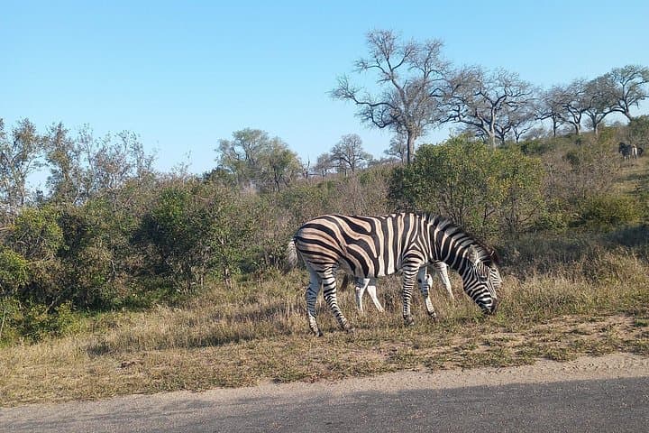 Full-Day Pilanesberg Safari from Johannesburg or Pretoria photo 4