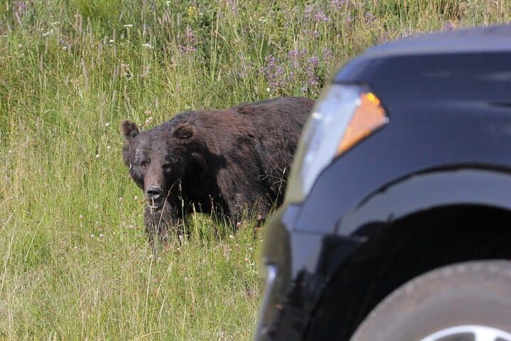 3-Day Yellowstone & Grand Teton Wildlife Loop: Upper & Lower Loop Scenic Tour from Jackson photo 2