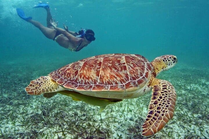 Tulum, Akumal & Cenotes: History, Sea Turtles and Snorkel Adventure photo 5