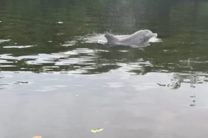 Sarasota Dolphin & Manatee Kayak Tour with Olde Florida History photo 2