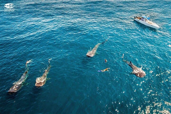 Swim with Whale Sharks off Isla Contoy: Day Trip from Cancún & Riviera Maya photo 3