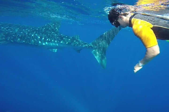 Swim with Whale Sharks off Isla Contoy: Day Trip from Cancún & Riviera Maya photo 5