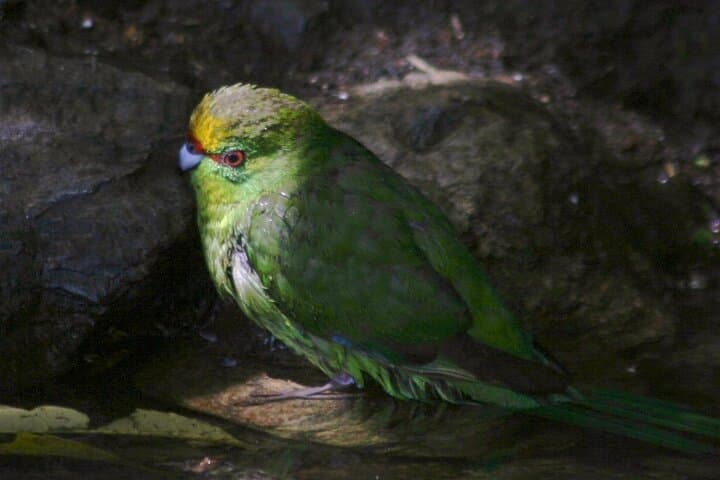Picton Water Taxi to Kaipupu Sanctuary — 2.8km Native Bush Loop photo 2