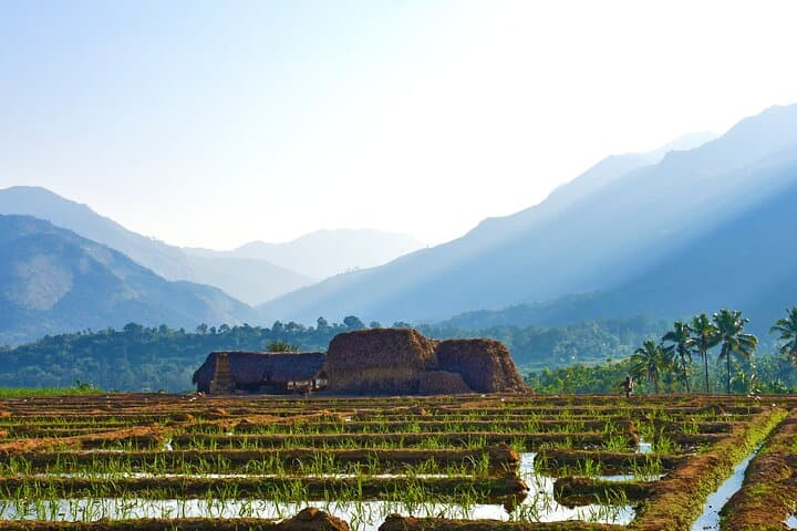 4-Day Village Exploration: Munnar & Marayoor Homestay Tour in Kerala