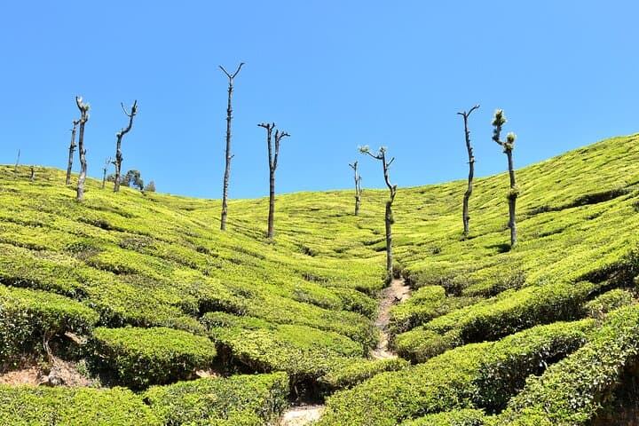 4-Day Village Exploration: Munnar & Marayoor Homestay Tour in Kerala photo 4