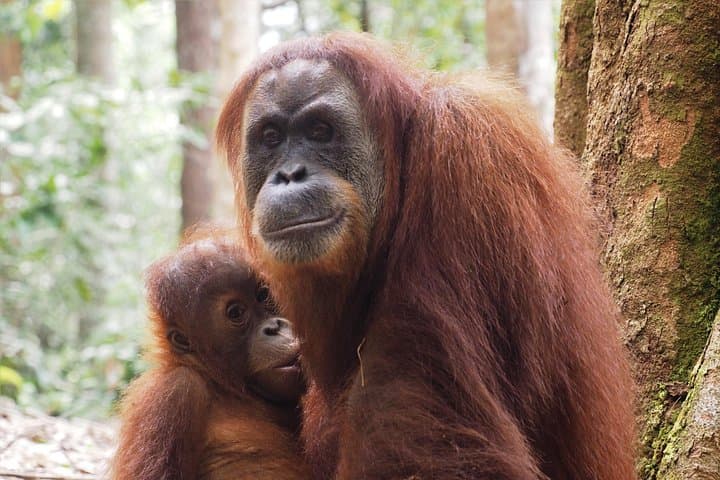 Jungle Trekking and River Rafting in Bukit Lawang: 2-Day Orangutan Adventure photo 6