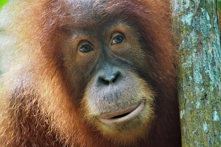 Jungle Trekking and River Rafting in Bukit Lawang: 2-Day Orangutan Adventure
