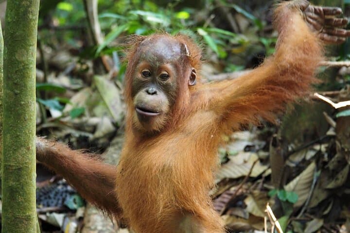 Jungle Trekking and River Rafting in Bukit Lawang: 2-Day Orangutan Adventure photo 3