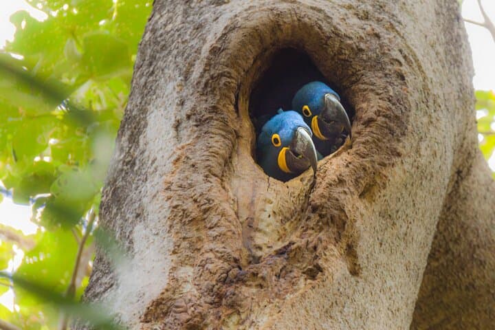 Manu Reserved Zone: 6-Day Rainforest & Wildlife Expedition from Cusco photo 3