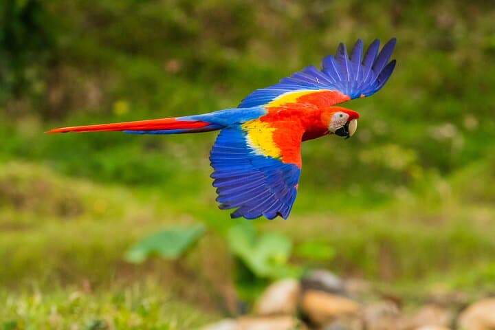 Manu Reserved Zone: 6-Day Rainforest & Wildlife Expedition from Cusco