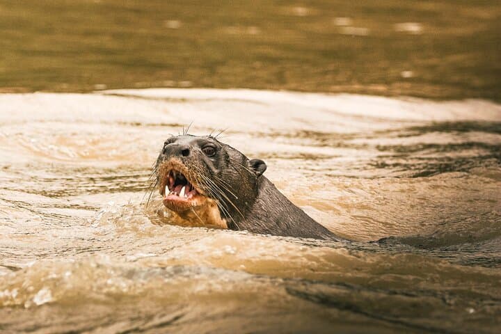 Manu Reserved Zone: 6-Day Rainforest & Wildlife Expedition from Cusco photo 5