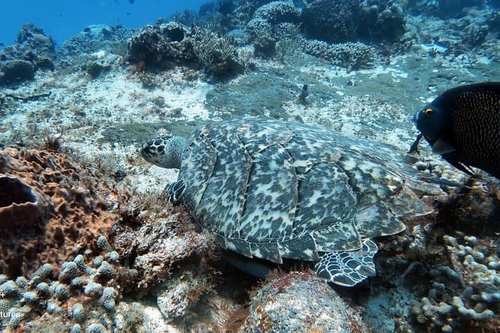 2-Tank Cozumel Reef Boat Dives — Palancar & Columbia Sites photo 3