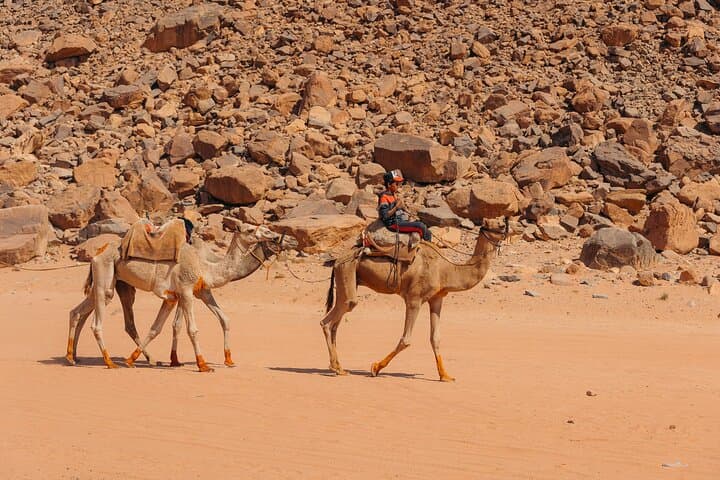 Wadi Rum Camel Tours: 2-Hour Bedouin Ride to Lawrence's Spring photo 3
