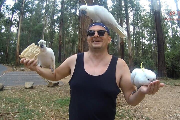 SkyHigh Bush Tour: Mount Dandenong Private Bush Walk from Melbourne photo 2