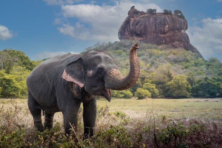 Sigiriya & Dambulla Private Day Tour: Lion Rock, Cave Temples & Village Lunch