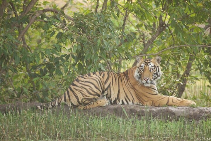 Bardia National Park Safari at Tiger Tops Karnali Lodge — Jeep, River & Walking Safaris