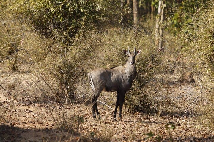 Bardia National Park Safari at Tiger Tops Karnali Lodge — Jeep, River & Walking Safaris photo 4