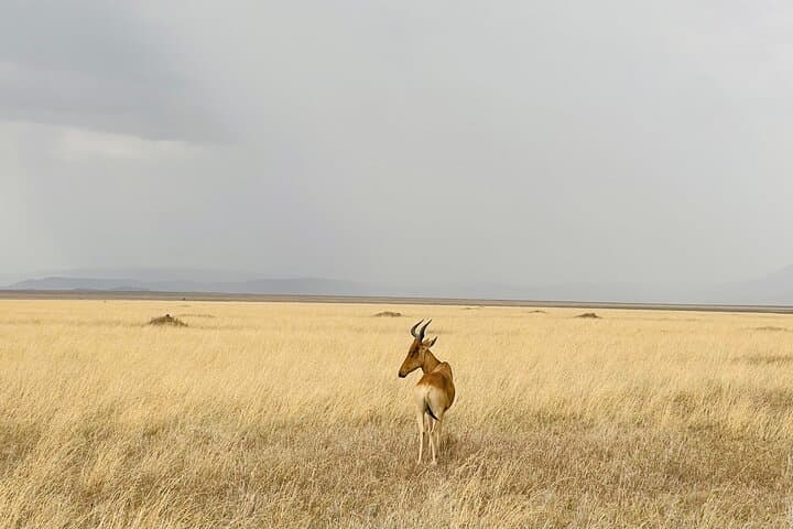 6-Day Big Five Dream Safari: Serengeti, Ngorongoro & Tarangire photo 2