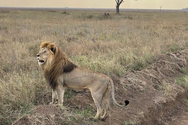 6-Day Big Five Dream Safari: Serengeti, Ngorongoro & Tarangire photo 4