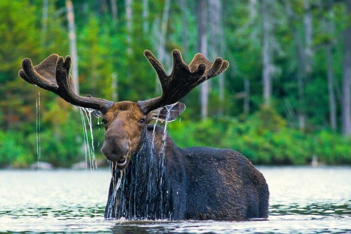 Private Sunset Wildlife Safari in Grand Teton — 4-Hour Guided Adventure photo 2
