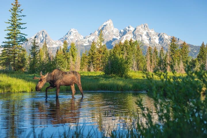 Private Grand Teton Wildlife Safari: 8-Hour Guided Adventure from Jackson