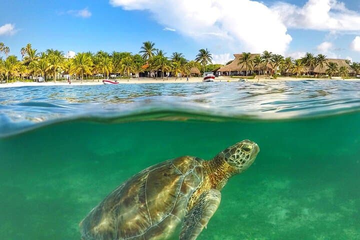 Tulum Ruins & Akumal Turtles: Full-Day Snorkel, Ruins Visit & Round-Trip Transport from Tulum