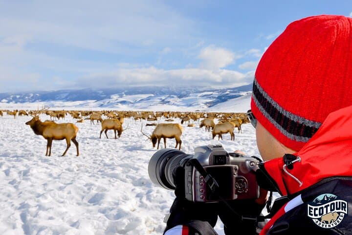 Full-Day Private Elk Refuge Sleigh Ride & Wildlife Art Museum Tour in Jackson Hole photo 5