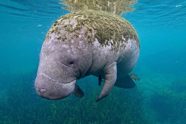 Crystal River Manatee Swim: An Intimate Wildlife Encounter in Florida’s King’s Bay photo 4