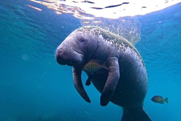 Crystal River Manatee Swim: An Intimate Wildlife Encounter in Florida’s King’s Bay photo 6
