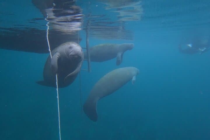 Crystal River Manatee Swim: An Intimate Wildlife Encounter in Florida’s King’s Bay photo 3
