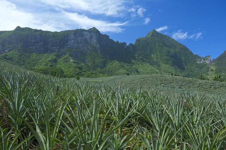 Moorea Highlights Private Tour: Mountains, Lagoons, and Culture in One Day photo 2