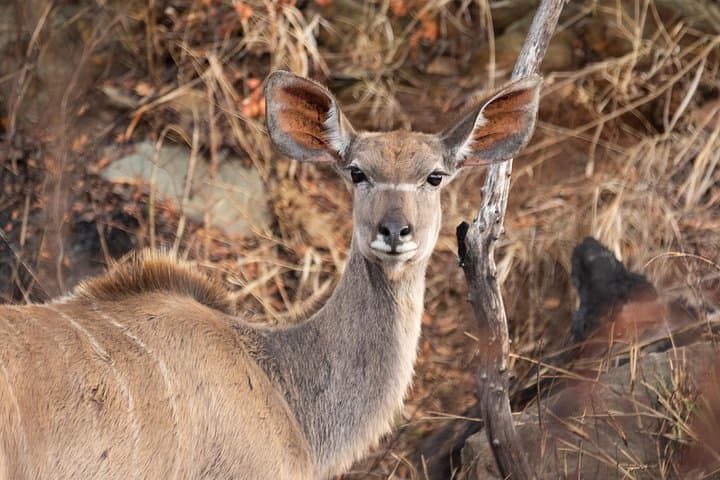 Ngorongoro Crater Day Safari from Moshi: Full-Day Game Drive & Picnic photo 2