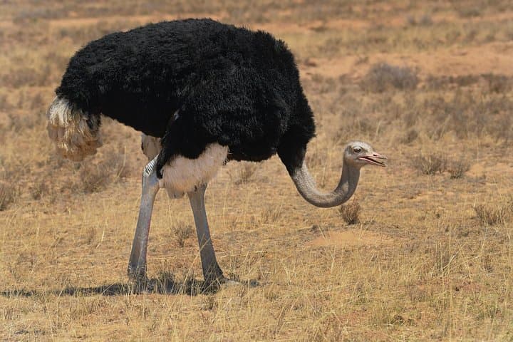 Ngorongoro Crater Day Safari from Moshi: Full-Day Game Drive & Picnic photo 4